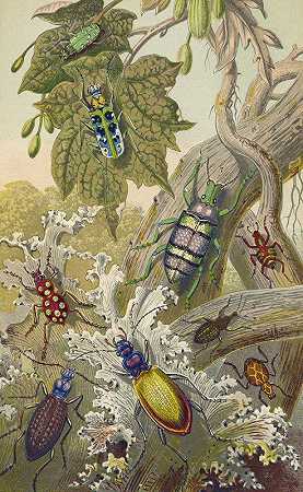 英国蜜蜂及其外国亲属`British Bees And Their Foreign Relatives (1871) by Barret And Sons