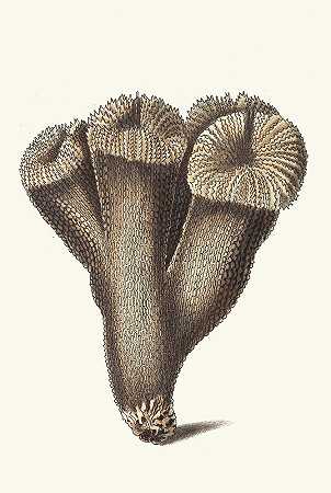 蓟`Thistle Madrepore (1789~1813) by George Shaw