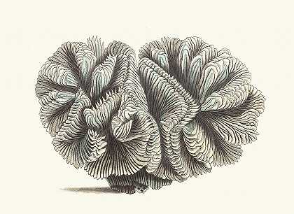 卷曲马德雷波雷`Curled Madrepore (1789~1813) by George Shaw
