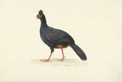 黑色平胸，短而厚的红色喙`Zwarte loopvogel met korte dikke rode snavel (1763 ~ 1824) by Circle of François Levaillant
