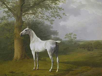 牧场上的白马`White Horse In A Pasture