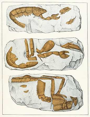 波西米亚白垩组的甲壳动物，第7页`Die crustaceen der böhmischen kreideformation Pl. 7 (1887) by Antonín Frič