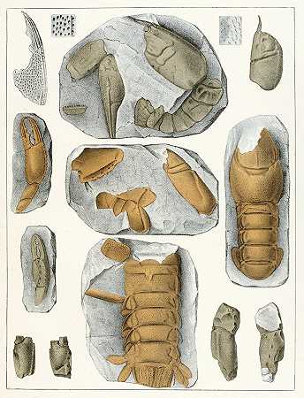 波西米亚白垩组的甲壳动物，第5页`Die crustaceen der böhmischen kreideformation Pl. 5 (1887) by Antonín Frič