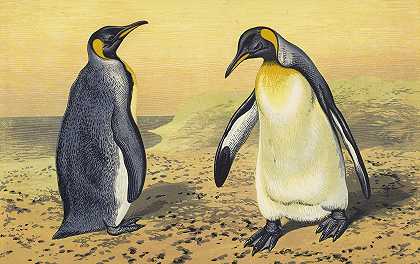 企鹅王`The King Penguin (1871) by Thomas Waterman Wood