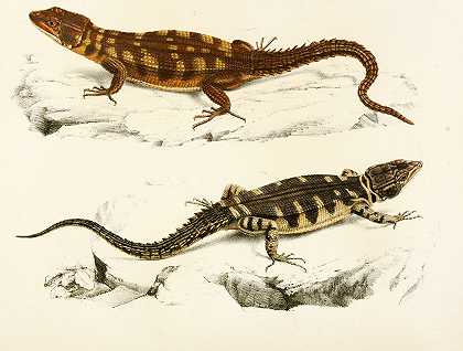 小鳞片灯心草`Cordylus Microlepidotus (1838~1849) by Sir Andrew Smith