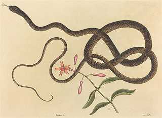 练鞭蛇（科鲁伯鞭毛）`The Coach~whip Snake (Coluber flagellum) (1731~1743) by Mark Catesby 
