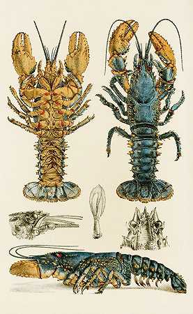 甲壳类动物II`Crustacea II (1885~1890) by Frederick McCoy
