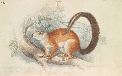 杜瓦塞尔松鼠`Duvaucels Squirrel (1837) by Charles Hamilton Smith