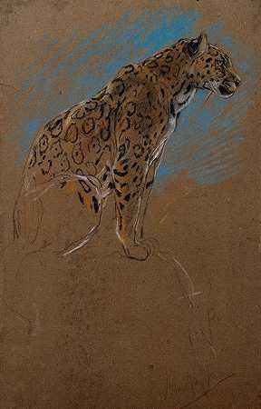 美洲豹研究`Study of a Jaguar (1874–1910) by John Macallan Swan