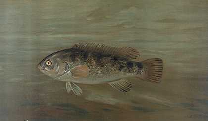 加利福尼亚红鱼或肥头海鱼。`The California Redfish or Fat~head, Pimelometopon pulcher. (1898) by John L. Petrie