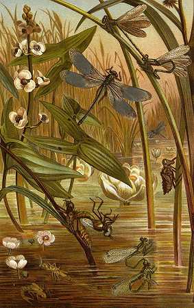 昆虫、蜈蚣和蜘蛛Pl 15`Die Insekten, Tausendfüssler und Spinnen Pl 15 (1877) by Alfred Edmund Brehm