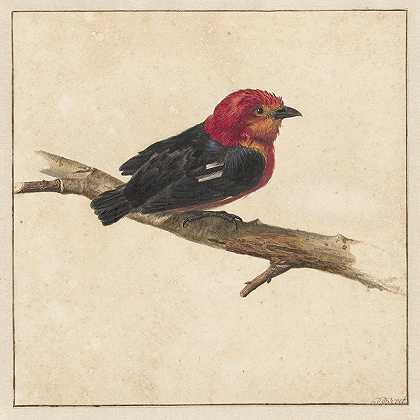 马纳金，苏里南鸟`Manakin, de Surinaamse vogel Pipra Aureola (1681 ~ 1743) by Carel Borchaert Voet