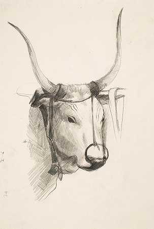 公牛头`Bulls Head by Henry Ericsson