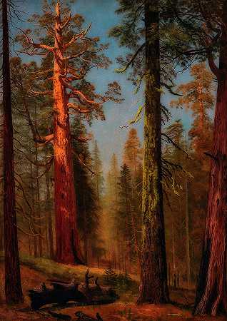 加利福尼亚州马里波萨格罗夫灰熊巨杉`The Grizzly Giant Sequoia, Mariposa Grove, California