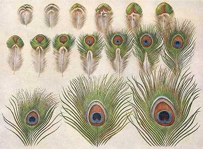 孔雀眼睛的进化s列车`Evolution of the eyes on a Peacocks Train (1918~1922) by Henrik Gronvold