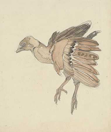 死鸟`Dood vogeltje (1873 ~ 1917) by Theo van Hoytema