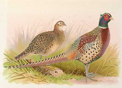 台湾环颈雉`Formosan Ring~Necked Pheasant (1918~1922) by Henry Jones