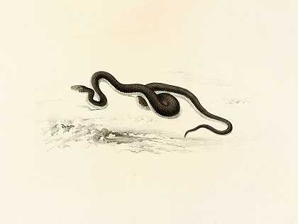 卡彭斯狼牙`Lycodon Capensis (1838~1849) by Sir Andrew Smith