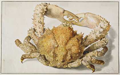 螃蟹`A Crab by Jan van Huysum