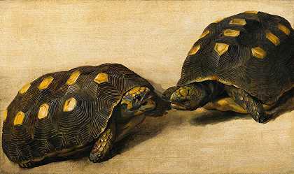 两种巴西龟的研究`Study of Two Brazilian Tortoises (c. 1640) by Albert Eckhout