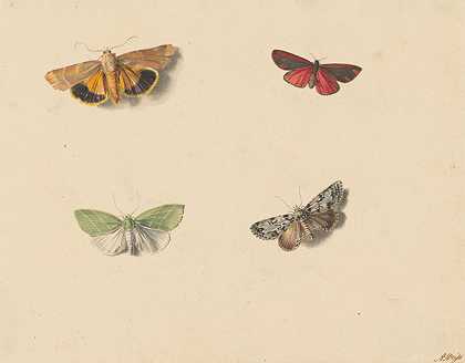 四只蝴蝶`Vier vlinders (1811 ~ 1851) by Jan Weissenbruch