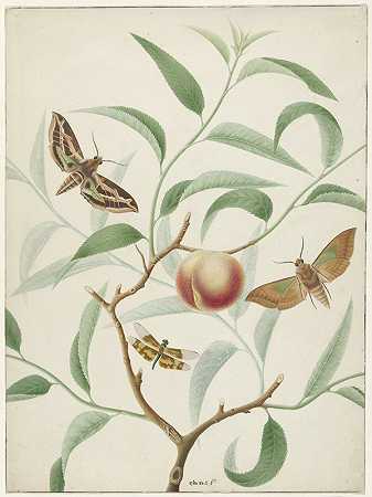 桃子在树枝上，有两只蝴蝶和一只蜻蜓`Perzik aan een tak met twee uitheemse vlinders en een libel (1774 ~ 1842) by Hermanus de Wit