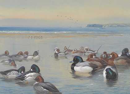 沿着海岸线的鸭子`Ducks Along The Shoreline (1921) by Archibald Thorburn