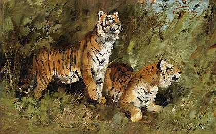 高草中的老虎`Tigers In Tall Grass
