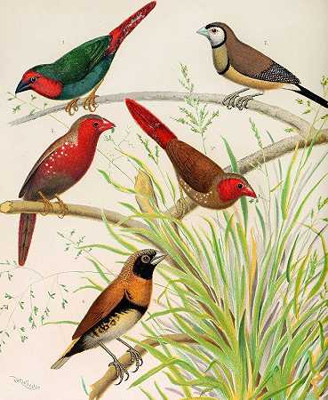 鹦鹉雀，双酚和s雀、澳大利亚深红色雀、栗色胸雀`Parrot Finch, Bichenos Finch, Australian Crimson Finch, Chestnut Breasted Finch (1878) by W. A . Blakston