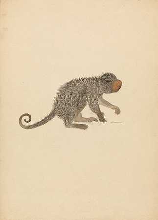 南美豪猪`South American Porcupine by James Sowerby