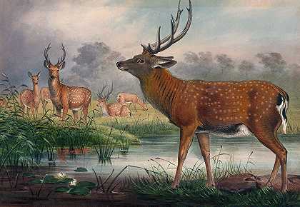 曼丘利安鹿`The Mantchurian Deer (1861~1867) by Joseph Wolf