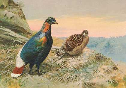 Sclater和山鸡`Sclaters Impeyan Pheasant (1918~1922) by George Edward Lodge