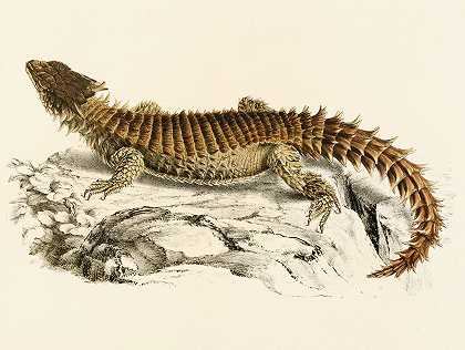巨龙鱼`Cordylus Giganteus (1838~1849) by Sir Andrew Smith