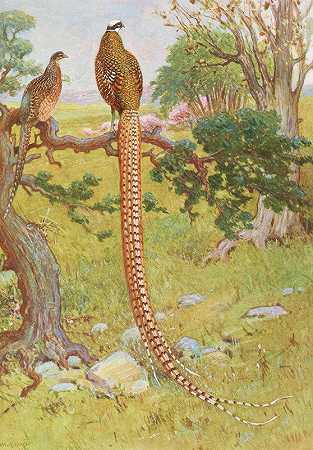 里夫斯野鸡`Reevess Pheasant (1918~1922) by Charles Robert Knight