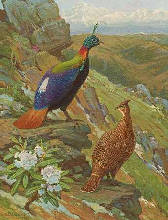 喜马拉雅山鸡`Himalayan Impeyan Pheasant (1918~1922) by Charles Robert Knight