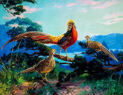 金鸡`Golden Pheasants