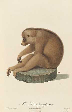 懒惰的萝莉`Le Loris paresseux (1797) by Jean-Baptiste Audebert