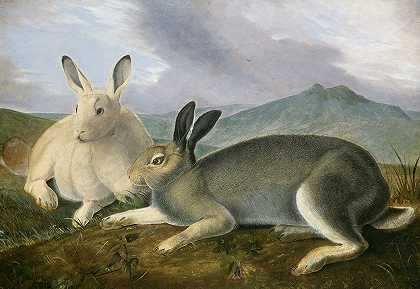 北极兔`Arctic Hare (c. 1841) by John James Audubon