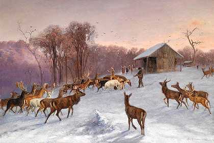 冬季饲养休耕地和马鹿`Feeding Fallow And Red Deer In Winter