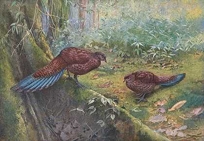 苏门答腊铜尾孔雀雉`Sumatra Bronze~Tailed Peacock Pheasant (1918~1922) by George Edward Lodge