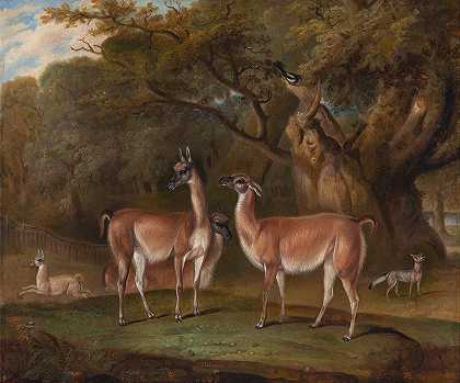 丛林中的美洲驼和狐狸`Llamas and a fox in a wooded landscape (1828) by Thomas Weaver