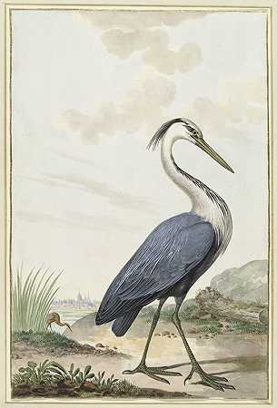 蓝鹭`Blauwe reiger (1776) by Jabes Heenck