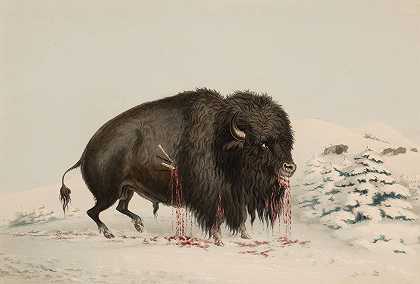 受伤的水牛`Wounded Buffalo Bull (1844) by George Catlin