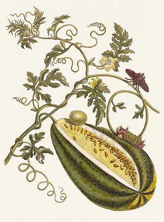 甜瓜d香水`Melon dEau (1705) by Maria Sibylla Merian