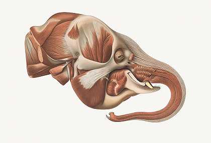 去除表面肌肉后，从右侧取下大象的头部`The head of the Elephant from the right after removal of the Superficial muscles (1908~1925) by Johan Erik Vesti Boas