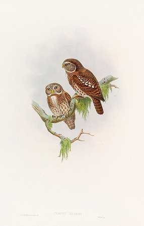 布罗迪猫头鹰`Brodies Owlet (1850~1883) by John Gould