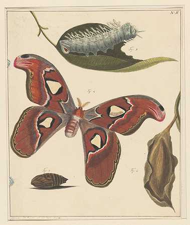 对毛毛虫、蝴蝶和玩偶的研究`Studies van een rups, een vlinder en een pop (1832 ~ 1897) by Alexander Ver Huell