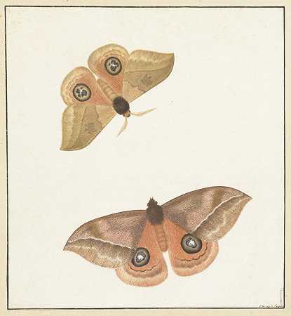 两只蝴蝶`Twee vlinders (1747 ~ 1802) by Paulus Knogh