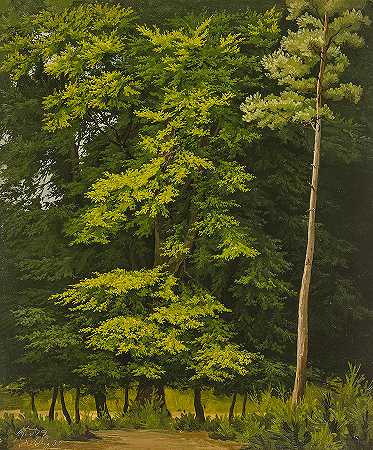 阔叶林`Broadleaf Forest by Christian Heerdt