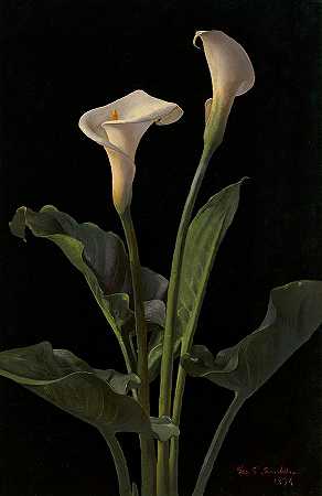 马蹄莲`Calla Lilies by George Cochran Lambdin